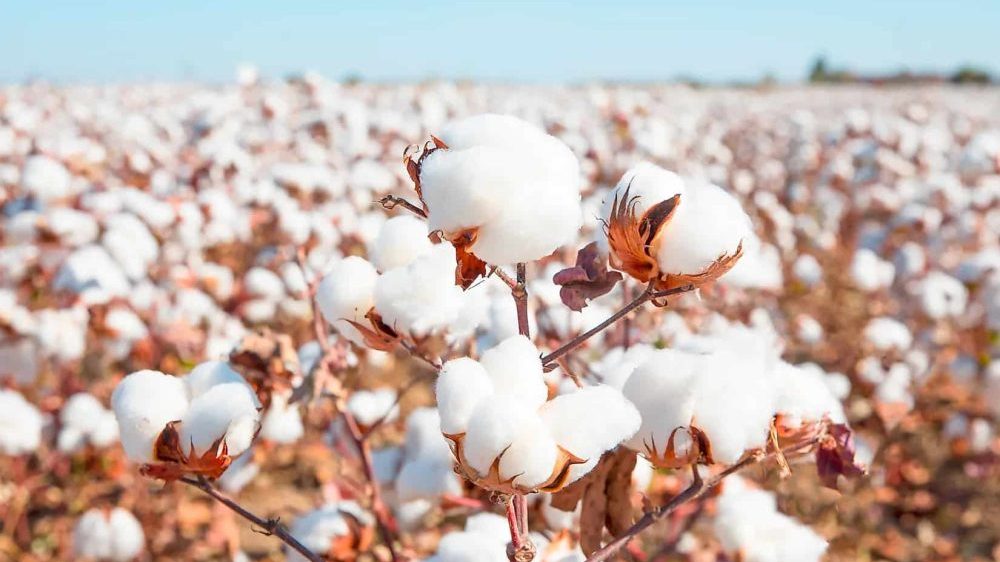 Sindh Takes Lead in Cotton Arrivals as Punjab Records Decline